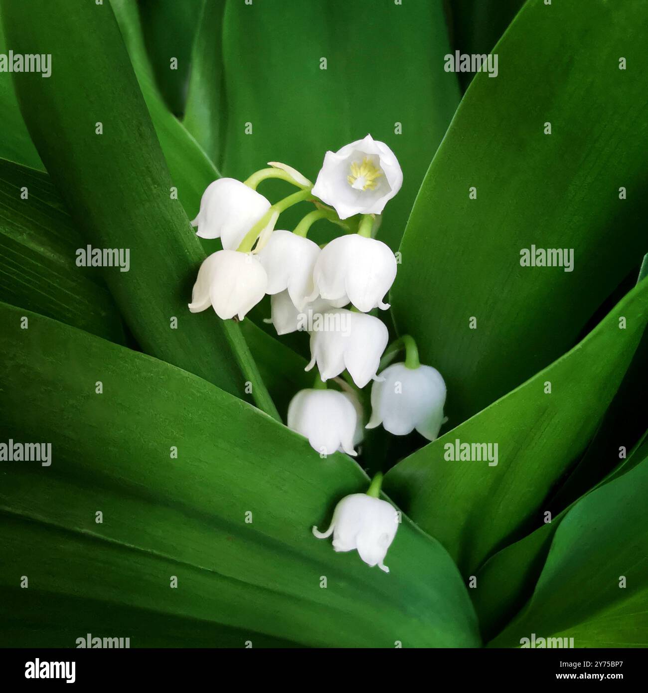 Délicats lis blancs de la vallée fleurissent parmi les feuilles vertes luxuriantes dans un cadre de jardin serein - Image de stock capturée avec un smartphone