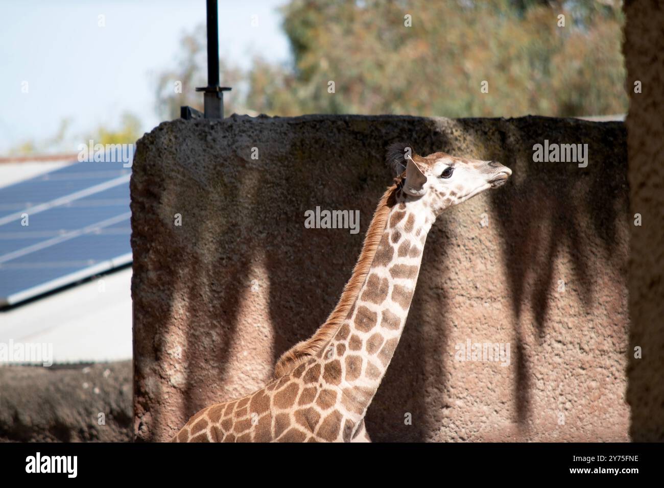 La girafe est la plus haute de tous les mammifères. Les jambes et le cou sont extrêmement longs. La girafe a un corps court, une queue touffée, une petite manie, et un court Banque D'Images