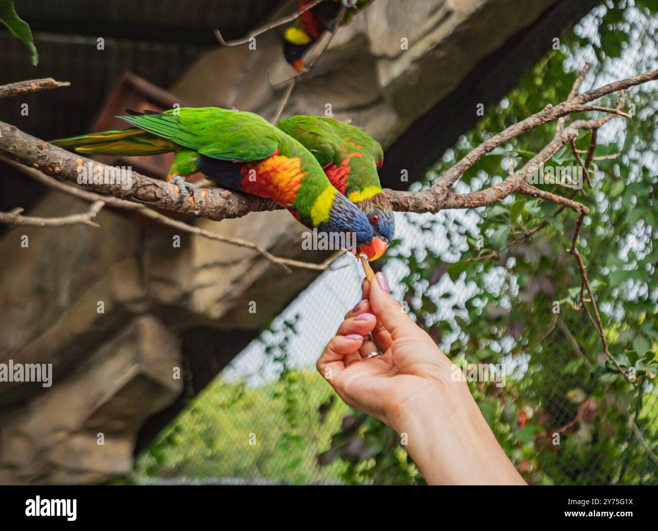 Une personne nourrit des lorikeets colorés sur une branche dans un environnement luxuriant dans un parc animalier pendant la journée Banque D'Images