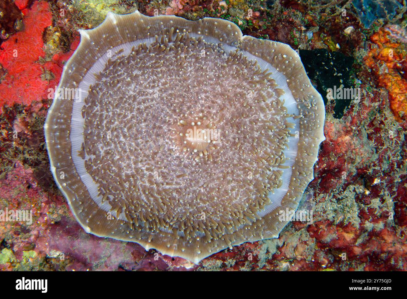 Anémone d'oreille d'éléphant, Amplexidiscus fenestrafer, site de plongée du temple sous-marin, Pemuteran, Bali, Indonésie Banque D'Images