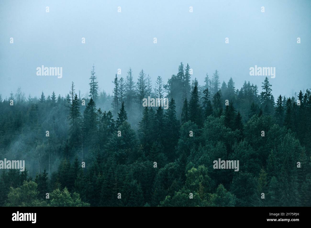 Humeur sombre dans la forêt. Brume et brouillard sur des conifères sombres. Humeur déprimée et mélancolique. Banque D'Images