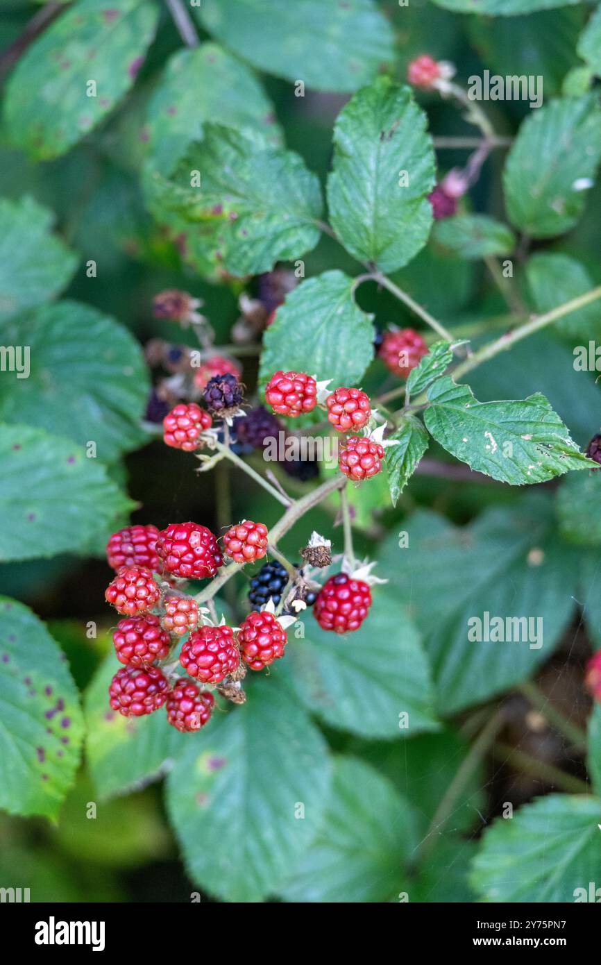 Un buisson de nombreuses mûres mûres (Rubus fruticosus). Ils sont décorés dans des couleurs rouges et violettes Banque D'Images