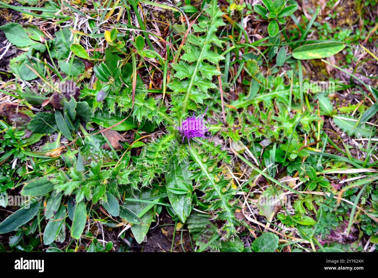 Plateau d'Asiago, Vénétie, Italie. Silybum marianum. Banque D'Images