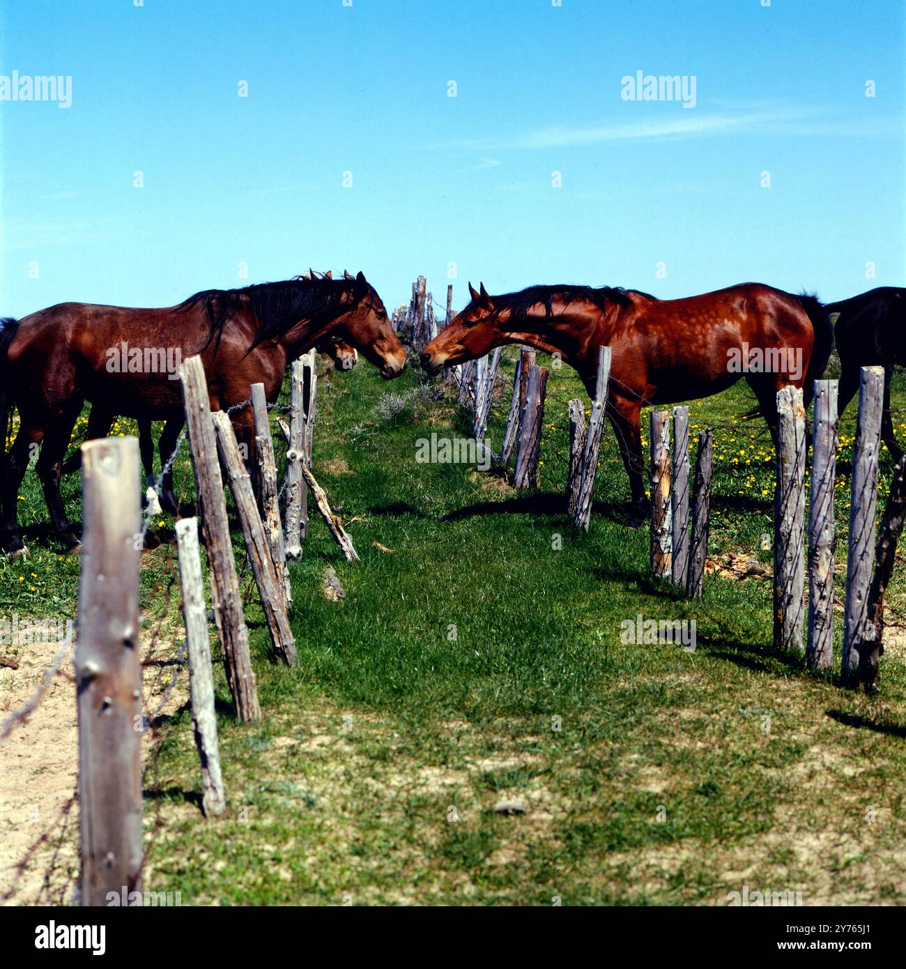 Liebesszene am Wegesrand : Pferde in Nordjütland, Dänemark um 1985. Banque D'Images