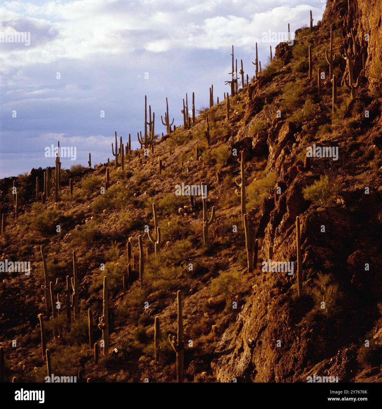 Kakteenhügel im Suguaro National Park östlich von Tucson, Arizona, États-Unis UM 1987. Banque D'Images