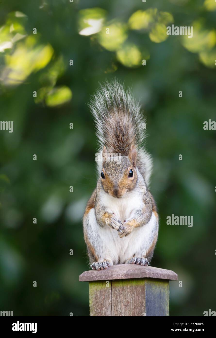 Portrait d'un écureuil gris curieux assis sur un poteau de clôture de jardin, Royaume-Uni. Banque D'Images