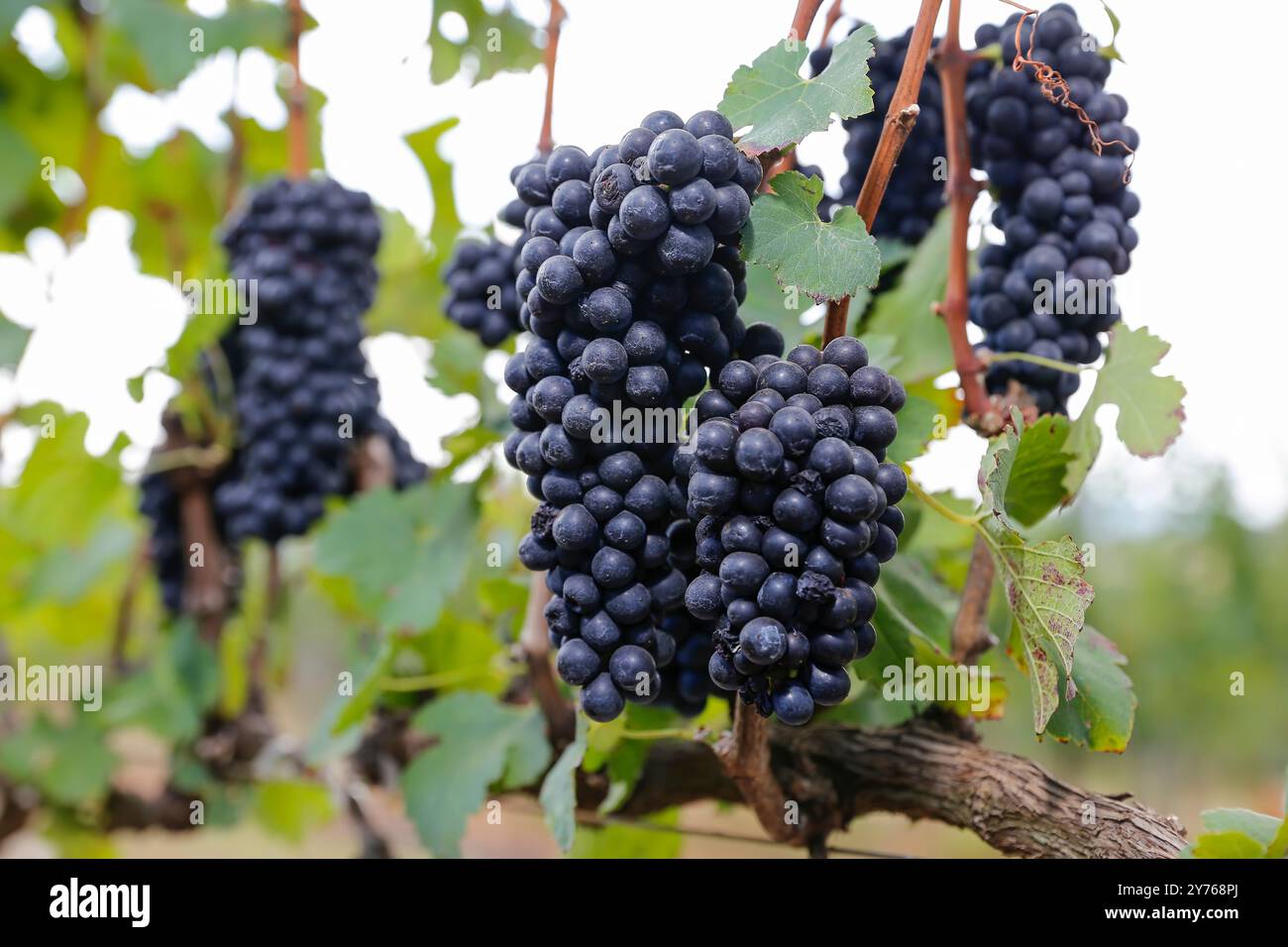 vignes pour la production de vin et de jus. production régionale de raisins Banque D'Images
