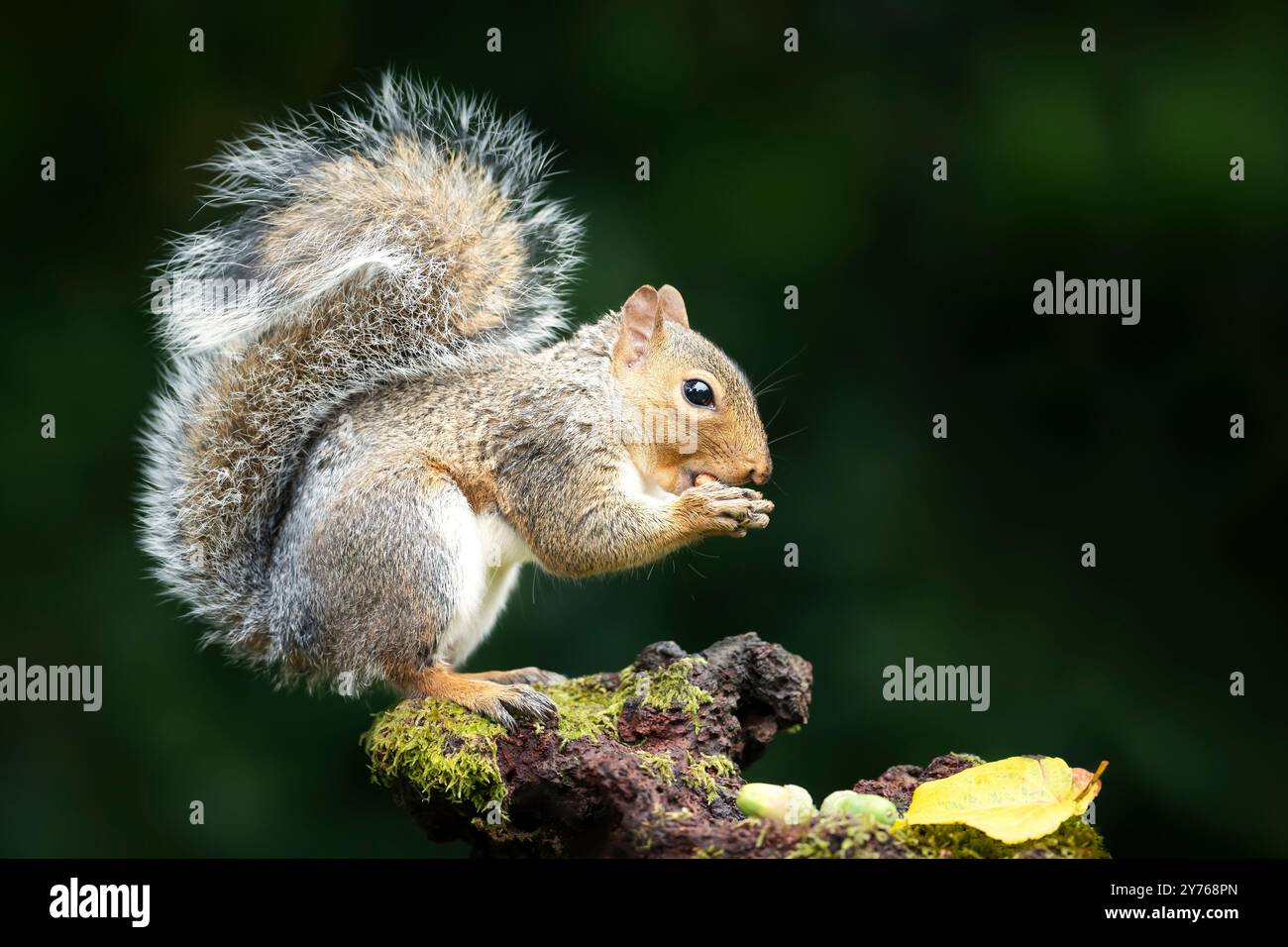Portrait d'un écureuil gris mangeant des noix sur un tronc d'arbre moussue en automne, Royaume-Uni. Banque D'Images