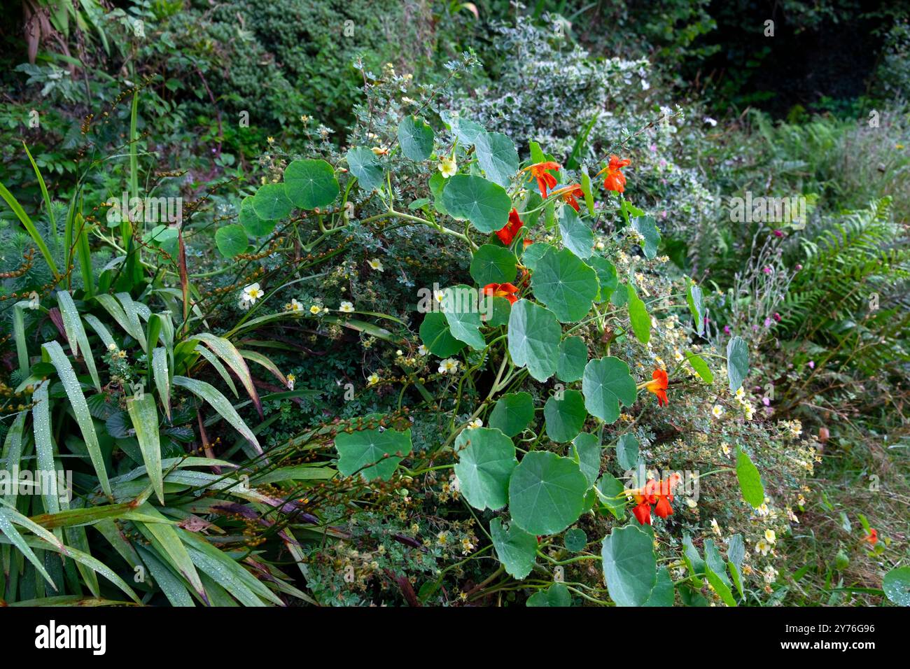 Nasturtiums traînant avec des fleurs orangées grimpant sur les arbustes potentilla jaunes en automne septembre jardin Carmarthenshire Wales UK KATHY DEWITT 2024 Banque D'Images