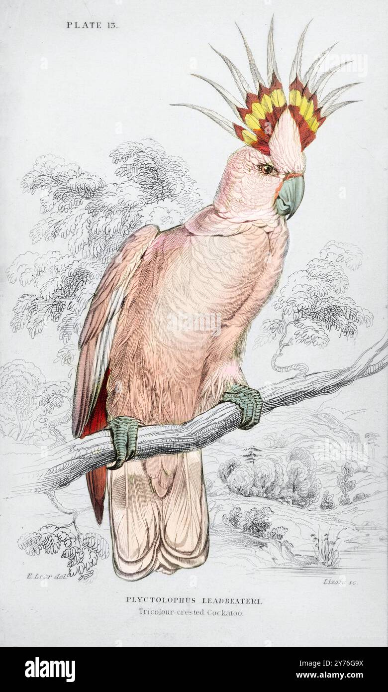 Cockatoo tricolore Crested. Edward Lear. 1836 Banque D'Images