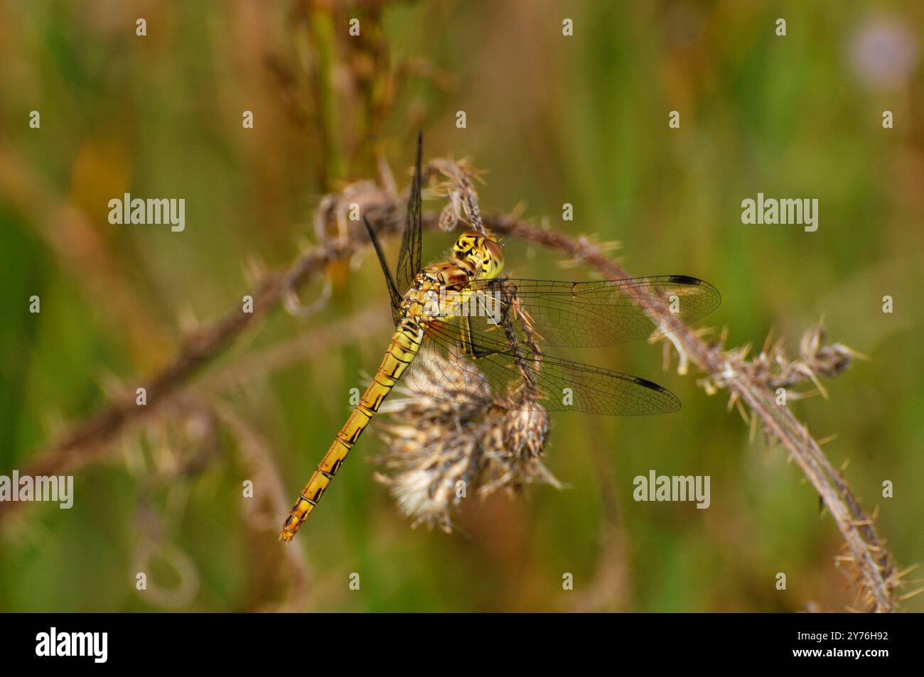 Une femelle dard commun, Sympetrum striolatum, reposant sur une pousse de ronce morte. Banque D'Images