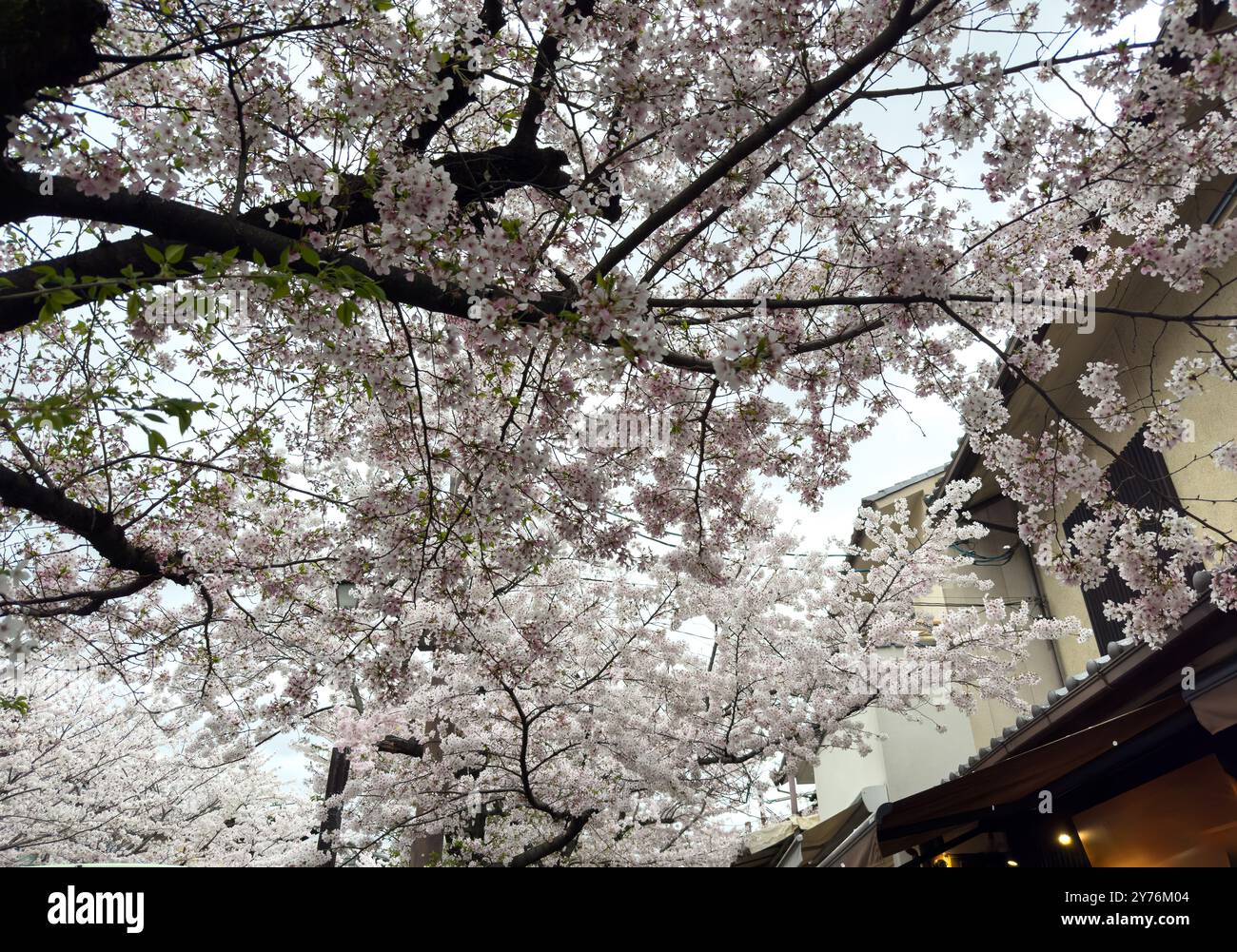 Cerisiers en fleurs, cerisier en fleurs dans un jardin japonais. Saison printanière, fleurs d'arbre de sakura au Japon Banque D'Images