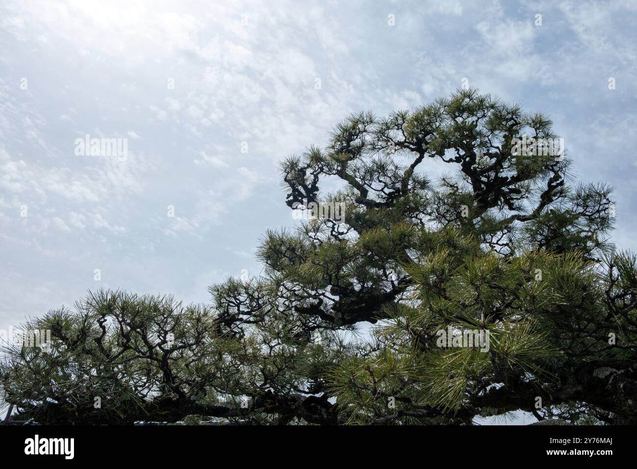 Pin japonais, pins noirs Pinus thunbergii branches et aiguilles isolés sur fond de ciel bleu Banque D'Images