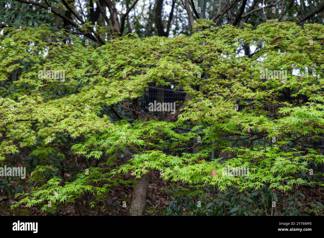 Feuillage de l'arbre Acer palmatum d'érable, feuilles vert printemps, plante japonaise de jardin printemps. Banque D'Images