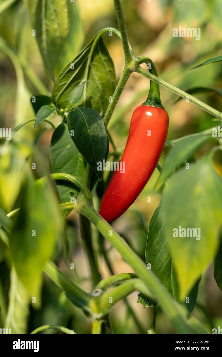 Piment rouge frais poussant en serre Banque D'Images