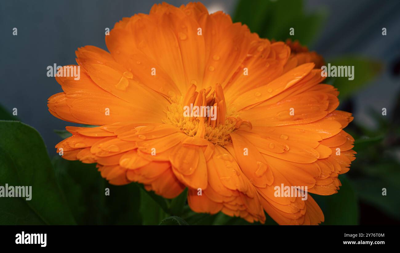 Orange Calendula gros plan, textrue , macro photo Banque D'Images