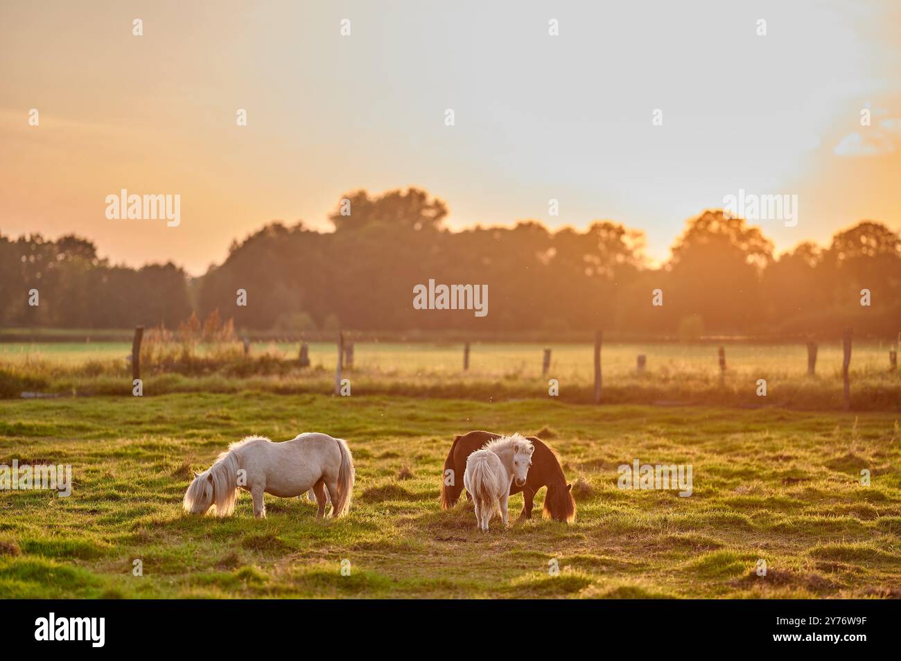 Petits chevaux et poneys sur une prairie verdoyante pendant le soleil couchant, heure dorée. Banque D'Images