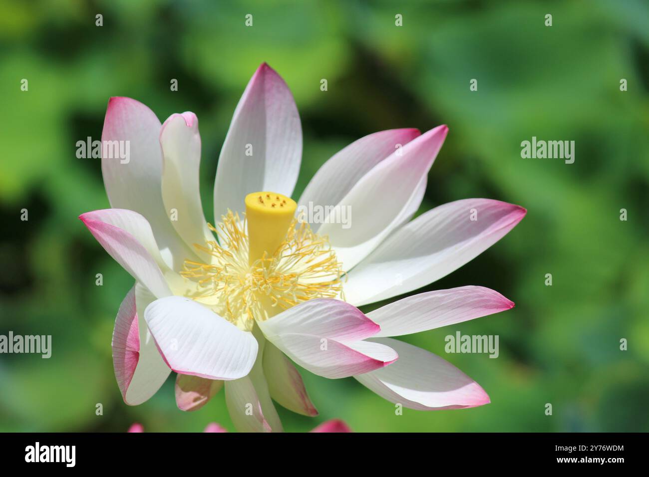 Une belle fleur de lotus en pleine floraison, présentant de délicats pétales blancs et roses avec un centre jaune vif sur un fond vert luxuriant Banque D'Images