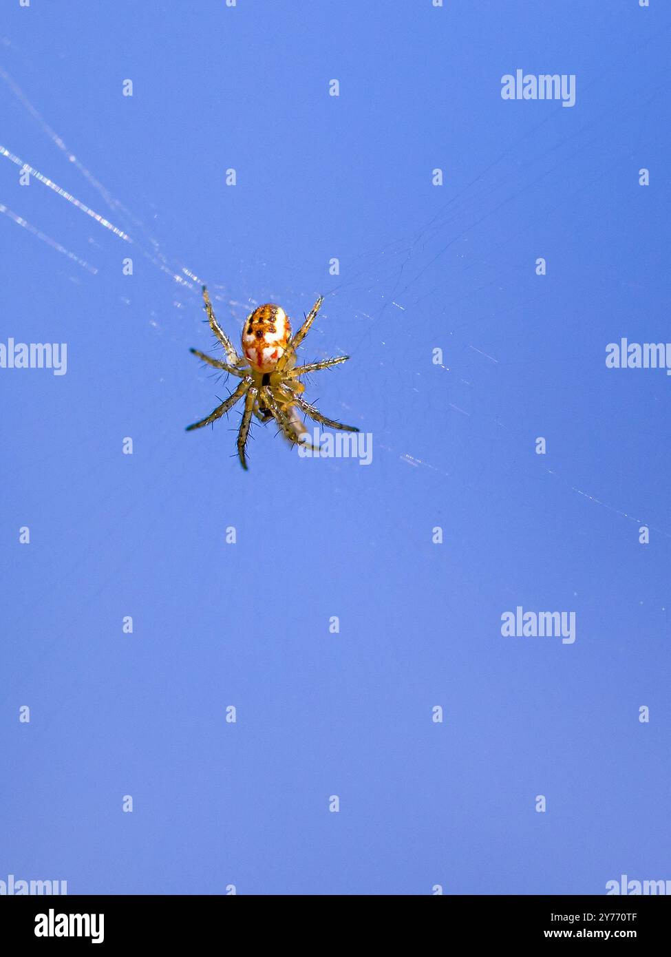 un petit orbweaver de cricket-bat d'araignée au centre de la toile sur un fond flou bleu Banque D'Images