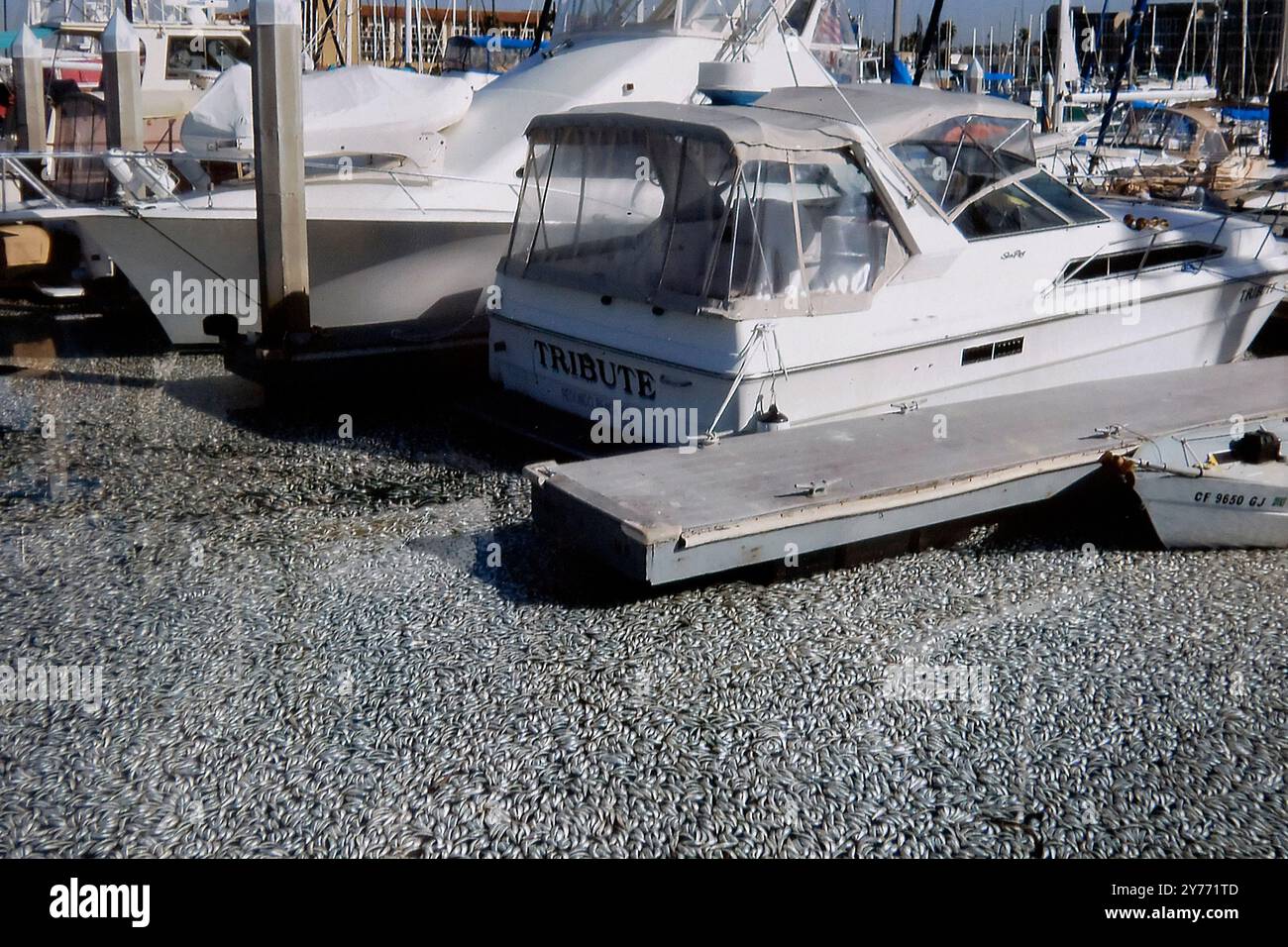 Des images choquantes d'un énorme poisson meurt dans les eaux californiennes, mettant en évidence les graves impacts de la pollution. Les conséquences sont dévastatrices pour la marine locale Banque D'Images