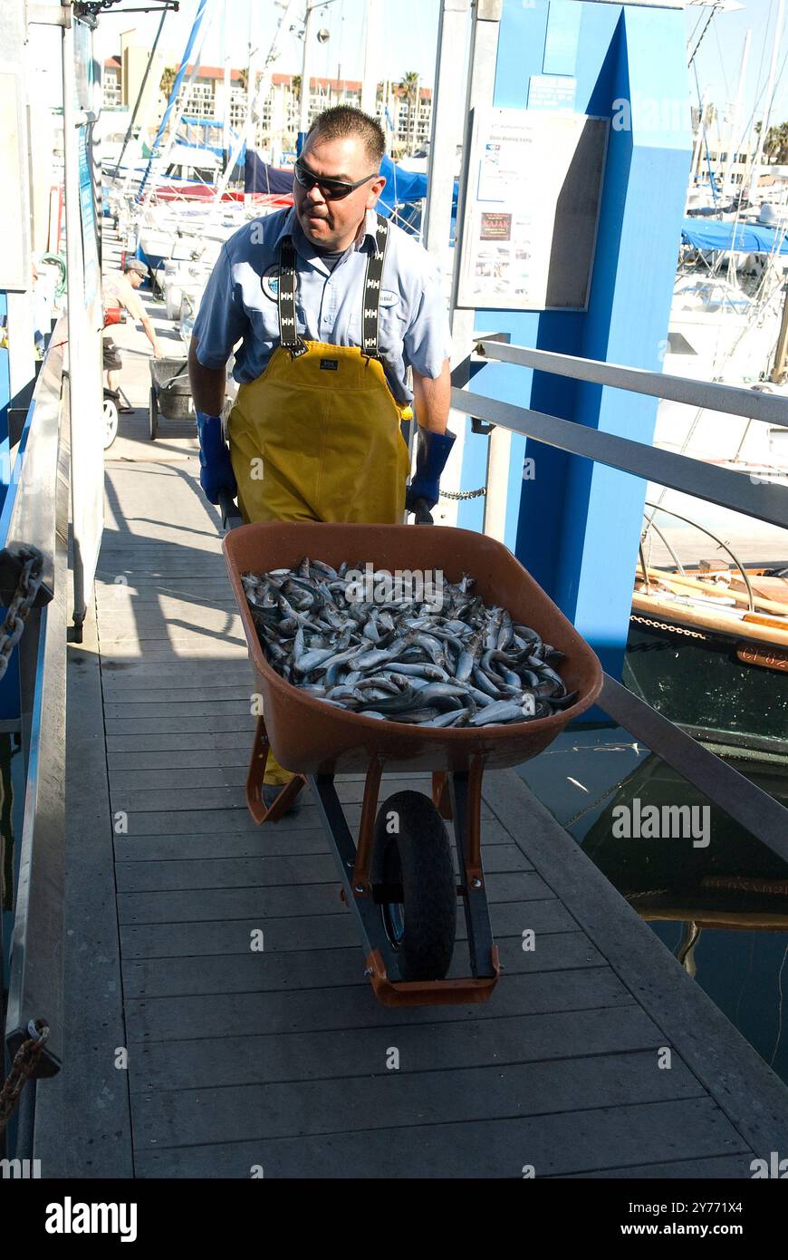 Des images choquantes d'un énorme poisson meurt dans les eaux californiennes, mettant en évidence les graves impacts de la pollution. Les conséquences sont dévastatrices pour la marine locale Banque D'Images