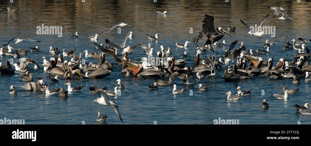 Des images choquantes d'un énorme poisson meurt dans les eaux californiennes, mettant en évidence les graves impacts de la pollution. Les conséquences sont dévastatrices pour la marine locale Banque D'Images