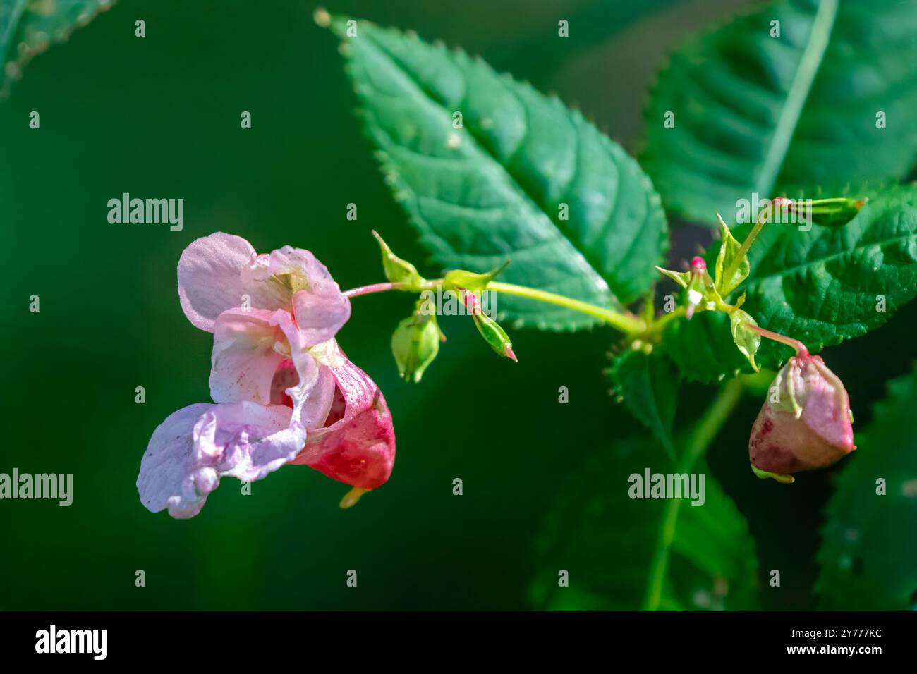 Fleur sauvage isolée dans le sud-ouest de l'Ontario, Canada. Banque D'Images