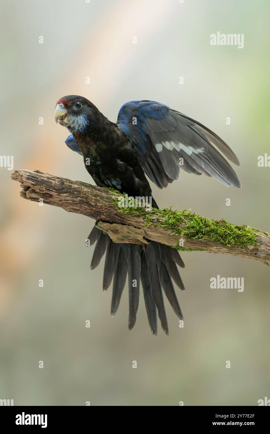 Mutation noire de rosella orientale, Platycercus eximius Banque D'Images