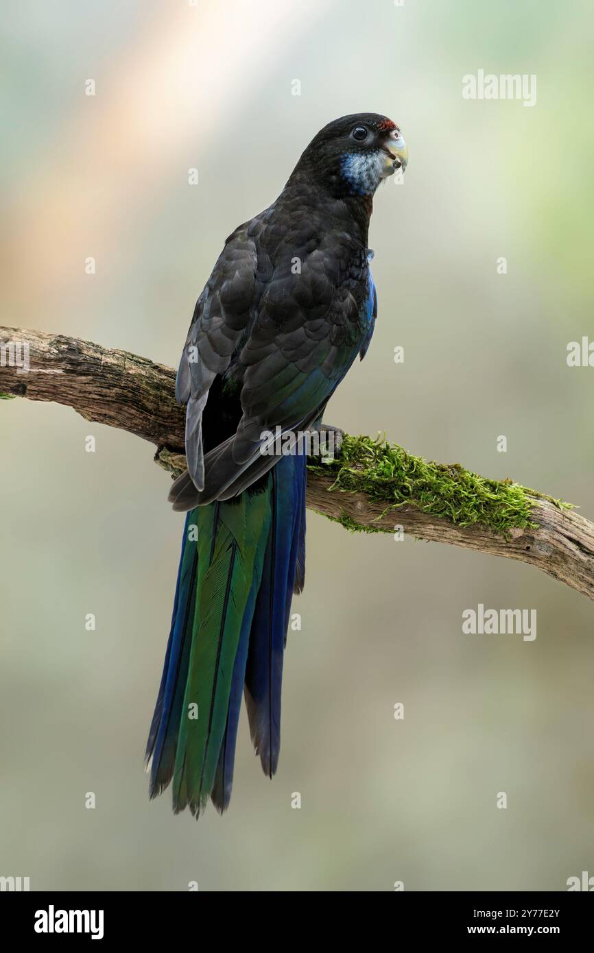 Mutation noire de rosella orientale, Platycercus eximius Banque D'Images