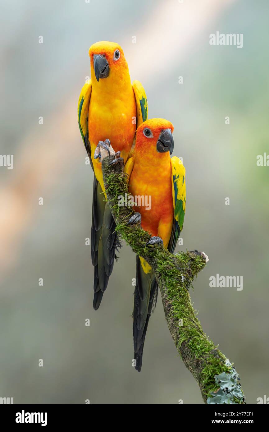 Sun Conure, Aratinga solstitialis Banque D'Images