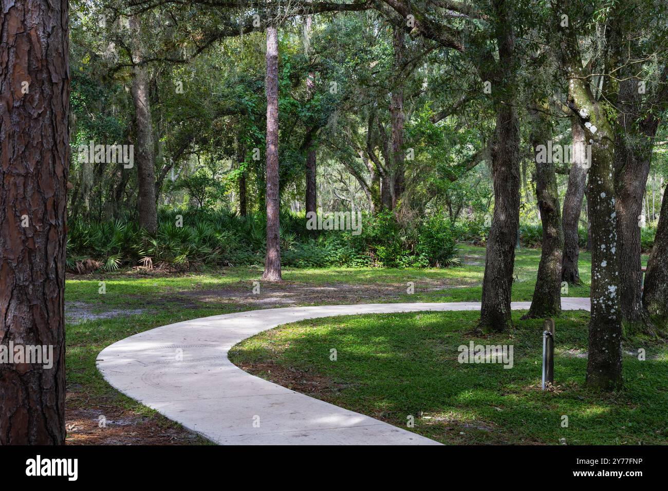 Lettuce Lake conservation Park Hillsborough County Floride États-Unis. Les arbres verts luxuriants bordent le chemin les arbres verts luxuriants arbustes et buissons folia d'automne Banque D'Images