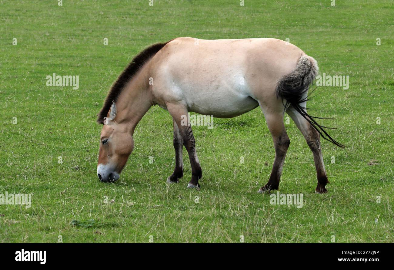 Cheval de Przewalski, Takhi, cheval sauvage mongol ou cheval dzungarien, Equus ferus przewalskii, équidés. Asie centrale. Banque D'Images