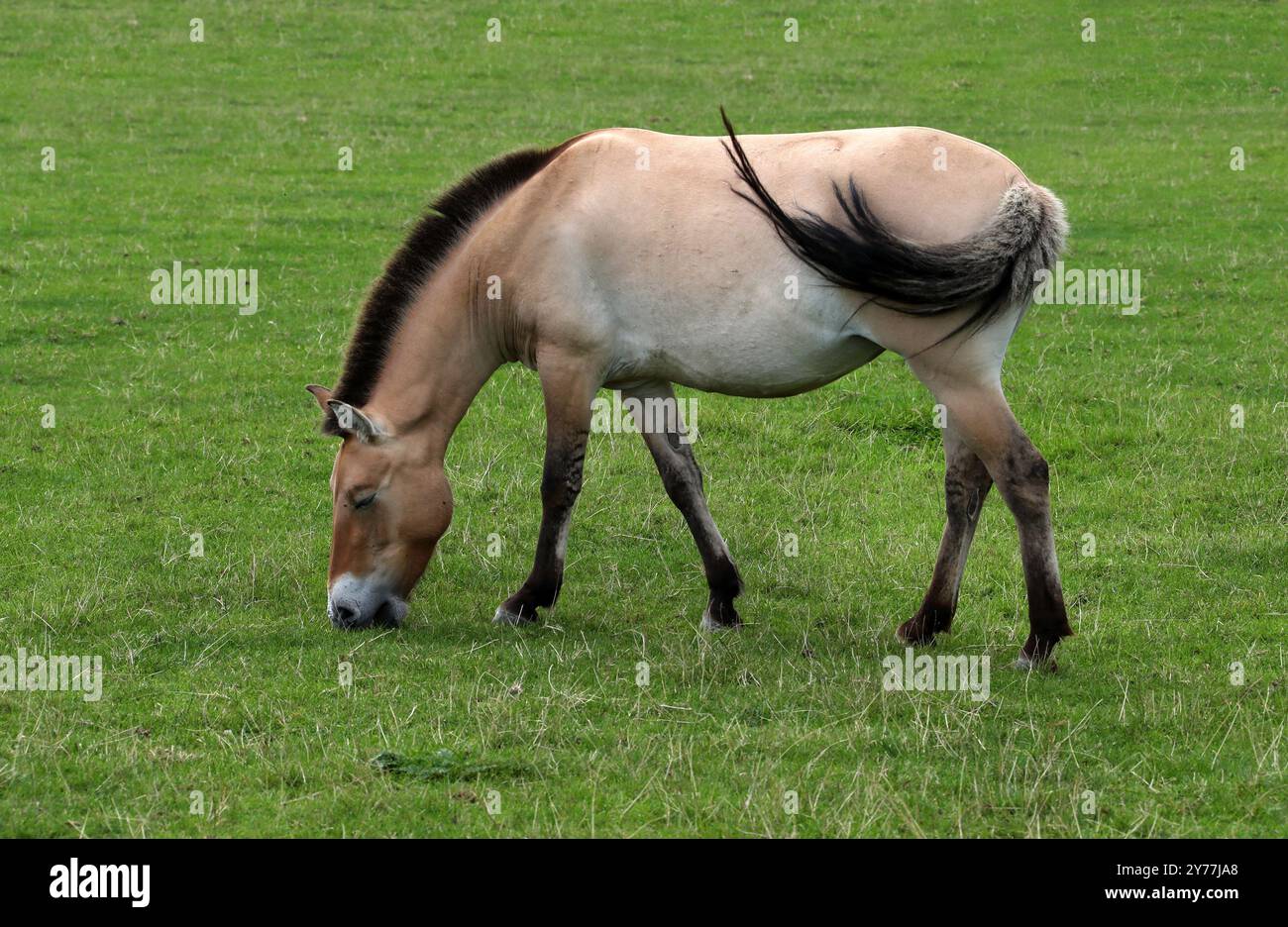 Cheval de Przewalski, Takhi, cheval sauvage mongol ou cheval dzungarien, Equus ferus przewalskii, équidés. Asie centrale. Banque D'Images