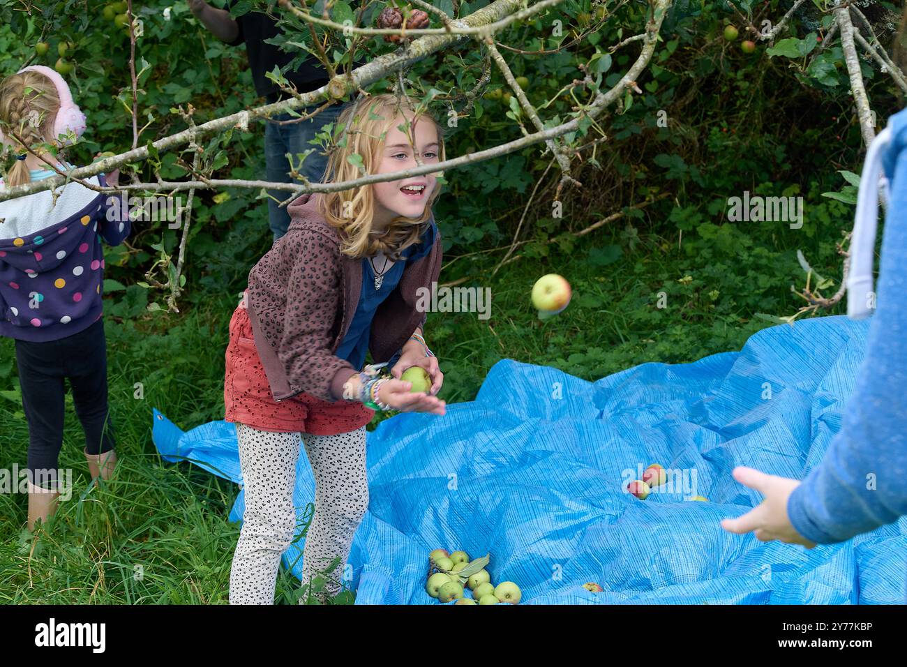 Apple Days, Landscove, Devon, Royaume-Uni. 28 septembre 2024. La communauté locale et les enfants rassemblent des pommes, des jus et les embouteillent dans le cadre des Journées annuelles de la pomme. Landscove, Devon, Royaume-Uni. Copyright Tudor/Alamy Live News Banque D'Images