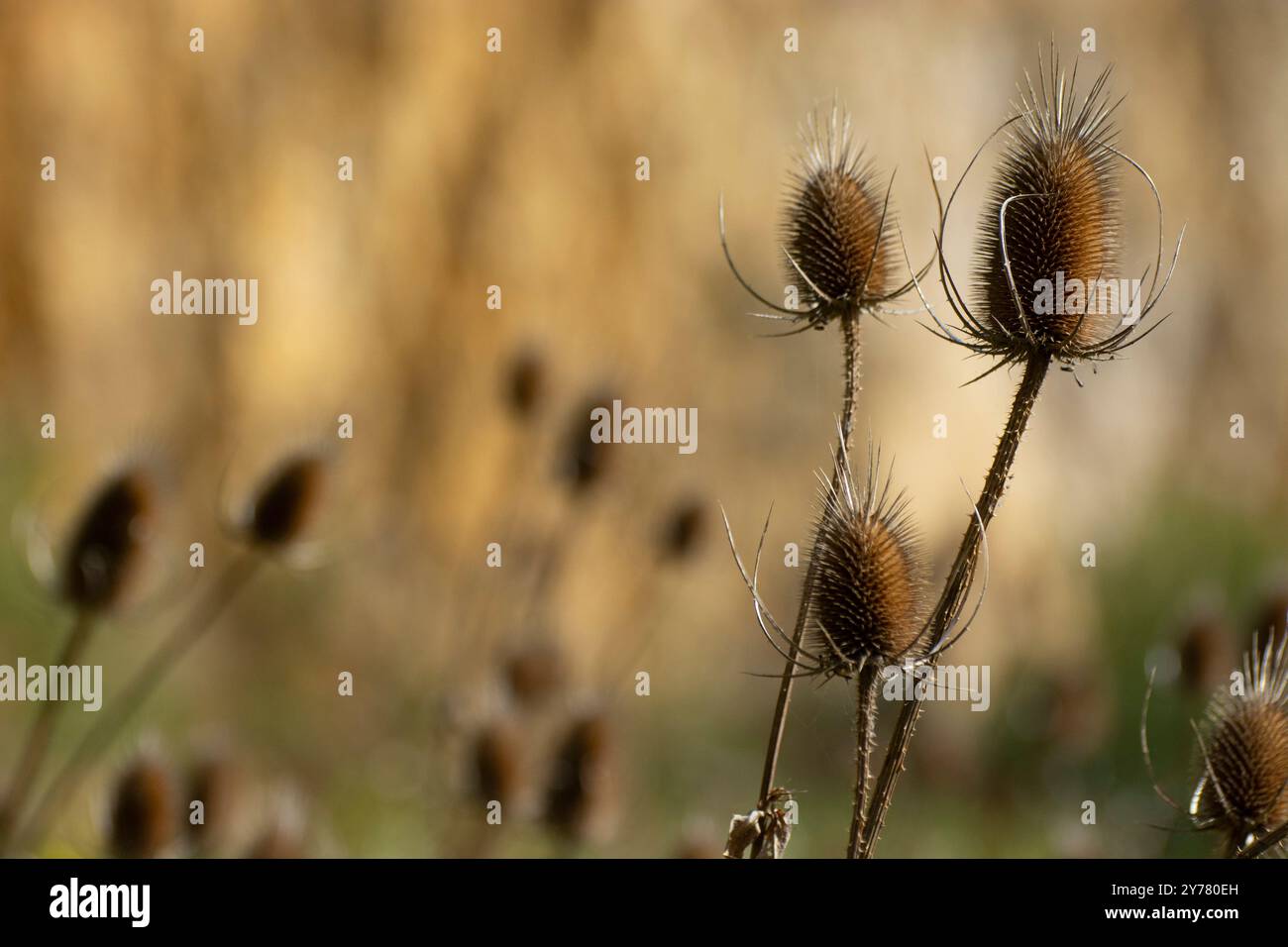 Wilde Karde in einem Naturschutzgebiet im Jura Banque D'Images