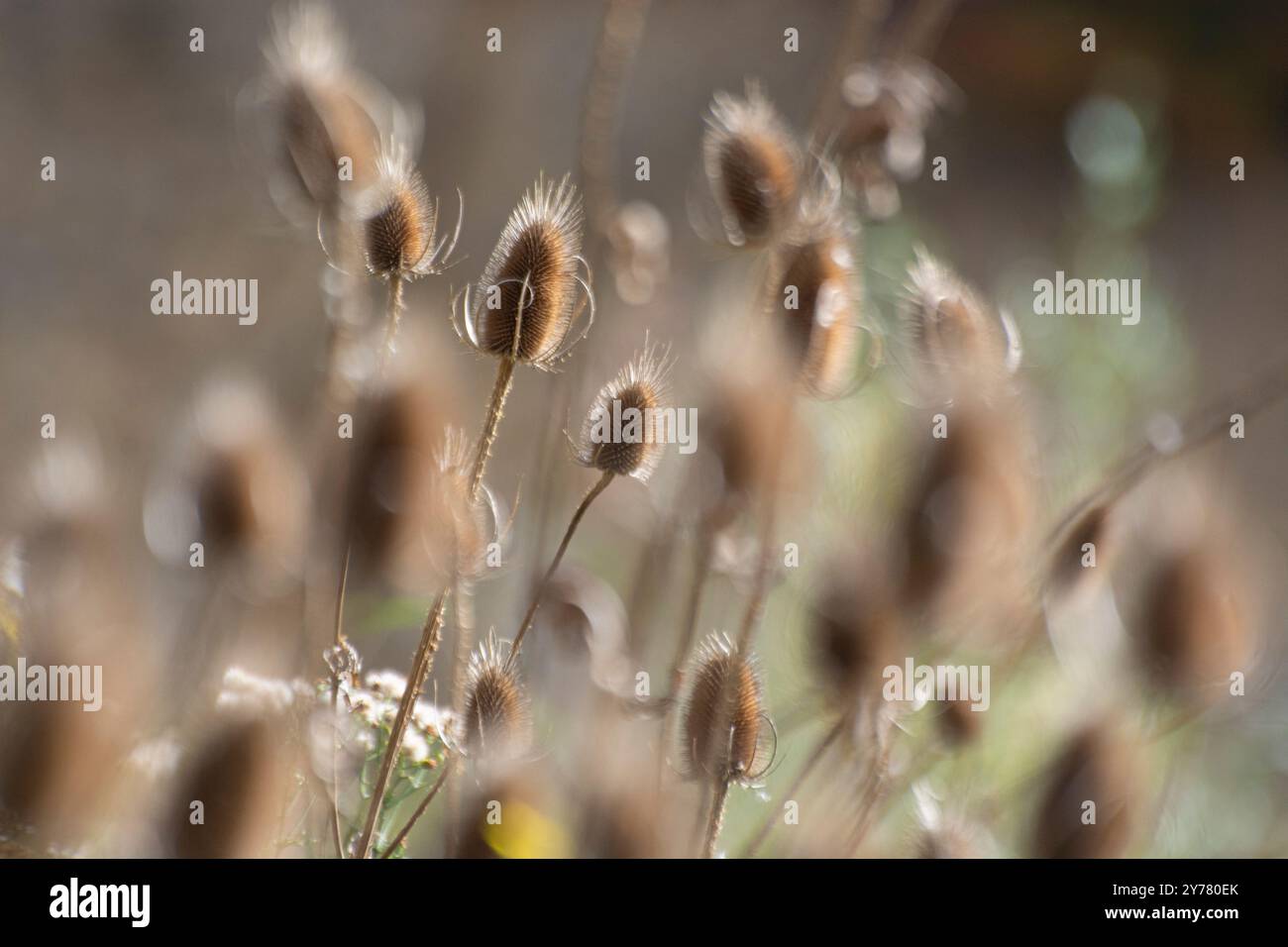 Wilde Karde in einem Naturschutzgebiet im Jura Banque D'Images