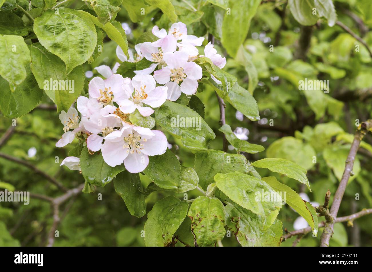 Pommier en fleurs, branche de pommier en fleurs après une pluie Banque D'Images