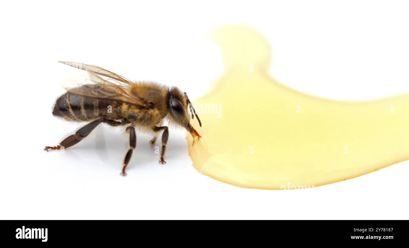 Abeille près de gouttes de miel de près isolé sur fond blanc Banque D'Images
