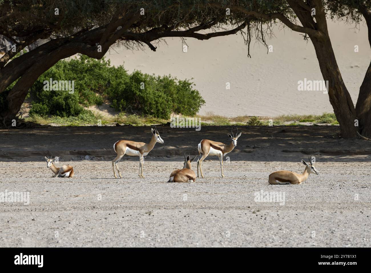 Springboks angolais (Antidorcas angolensis) dans la rivière sèche Hoanib, Kaokoveld, région de Kunene, Namibie, Afrique Banque D'Images