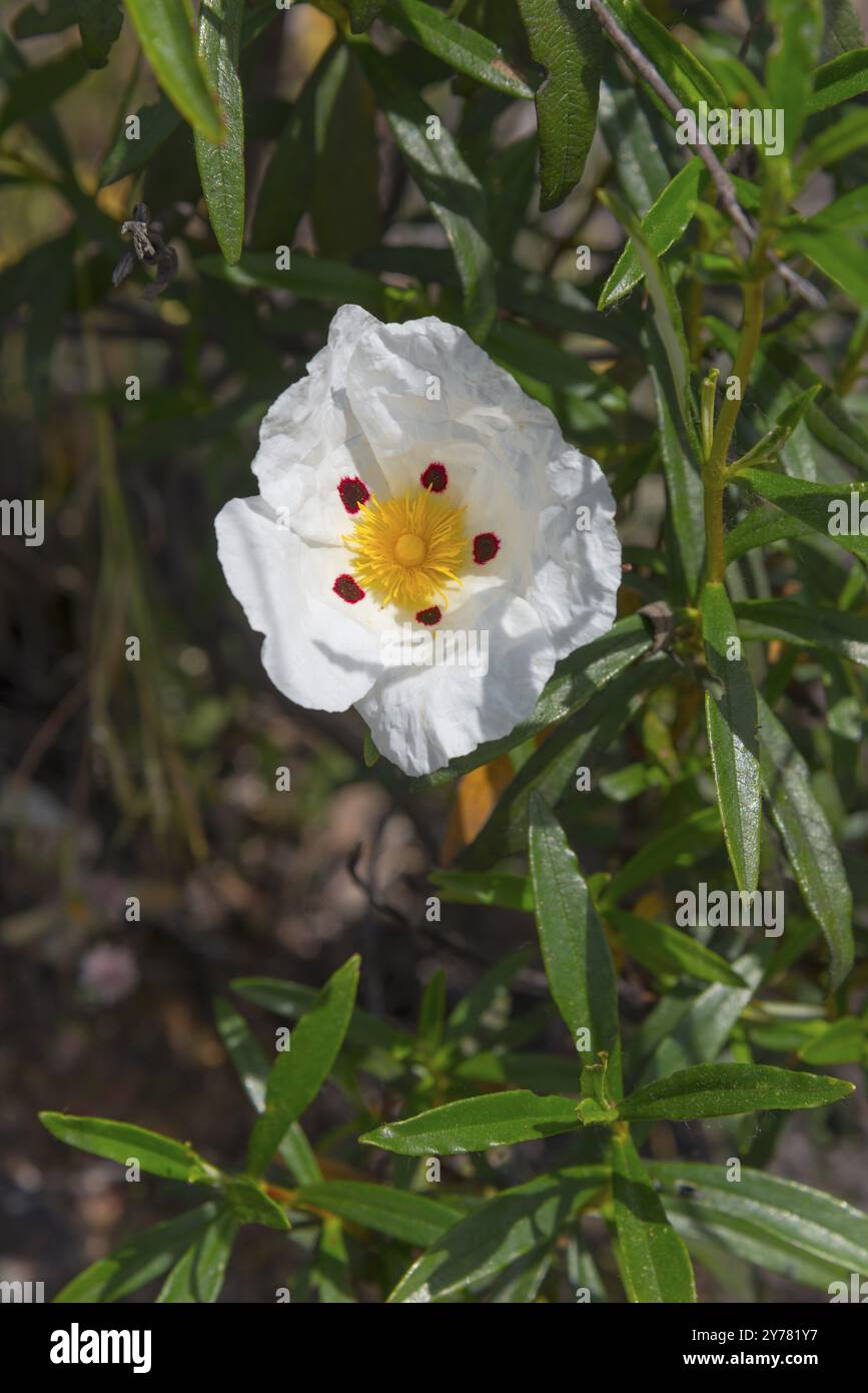 Fleur blanche avec étamines jaunes et points rouges, entourée de feuilles vertes au soleil, Cistus ladanifer (Cistus ladanifer), Espagne, Europe Banque D'Images