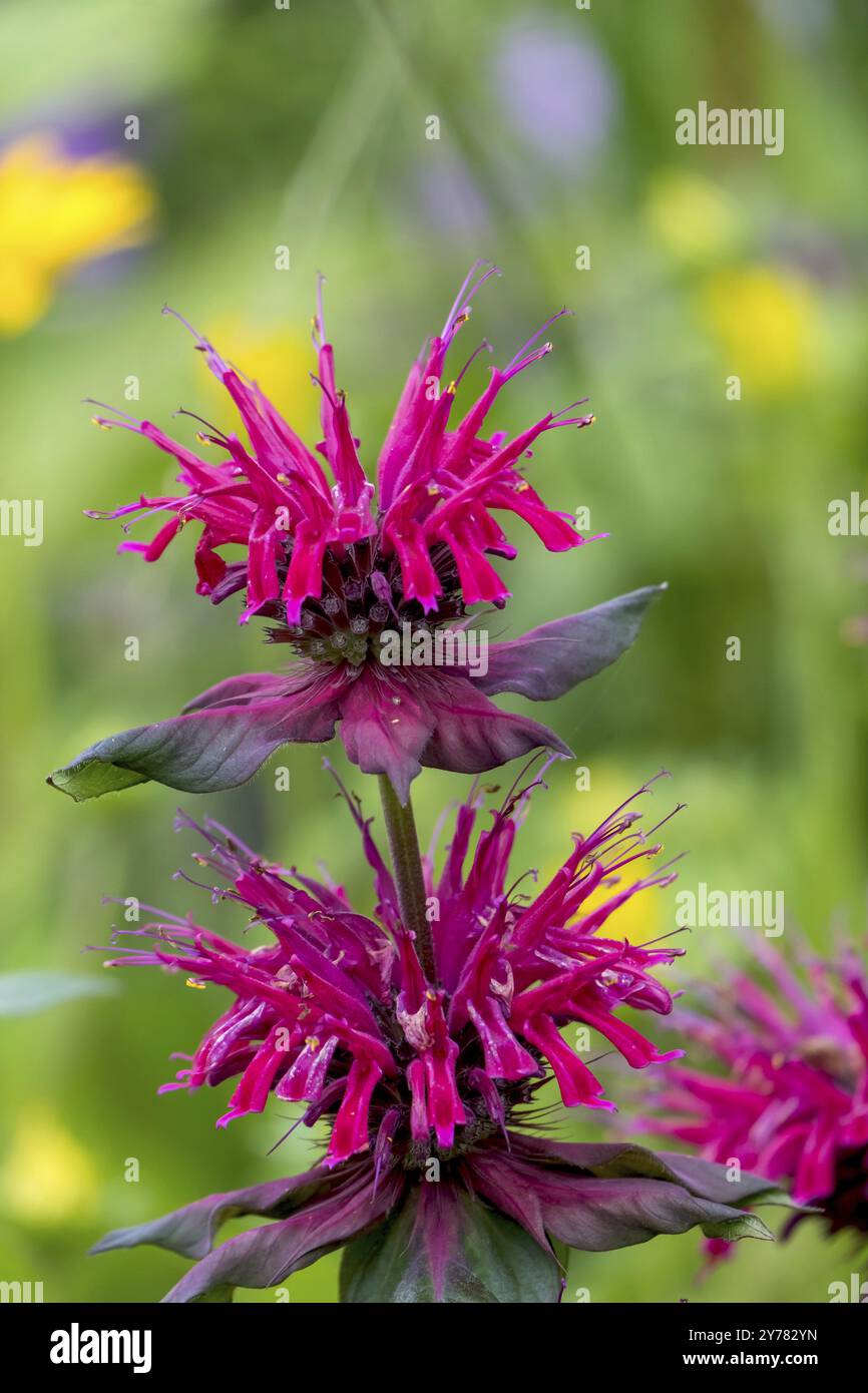 Baume doré (Monarda didyma), également connu sous le nom d'ortie indienne ou de scarlatine monard, Rhénanie du Nord-Westphalie, Allemagne, Europe Banque D'Images