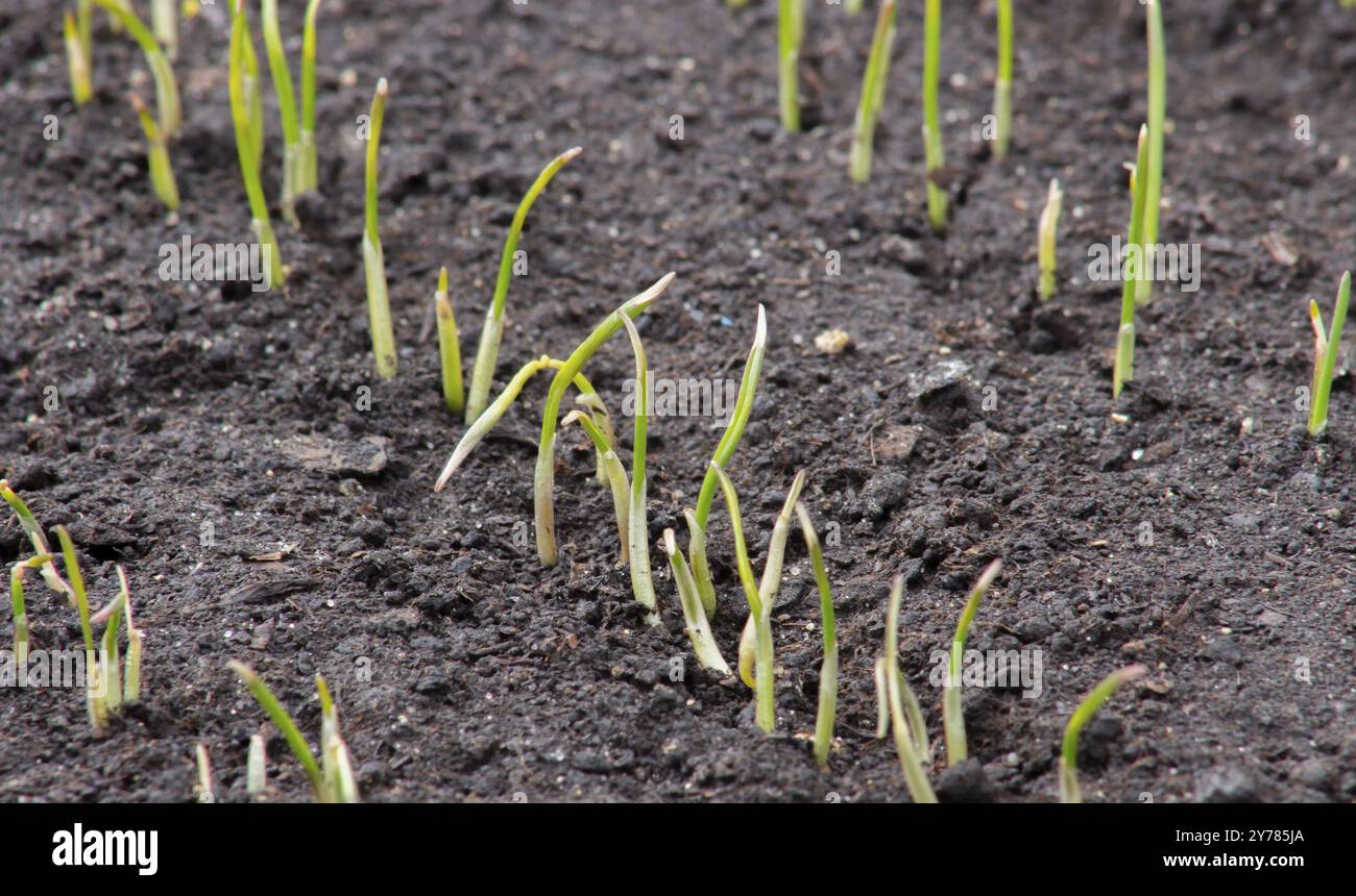 Jeunes pousses de blé craquant dans le sol au champ. Les bouts enfoncés du printemps matin se froste Banque D'Images