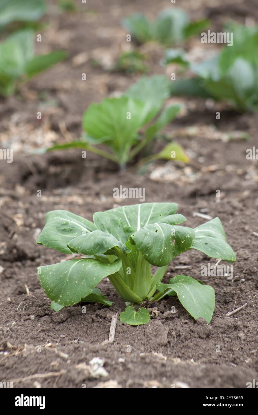 Semis de chou chinois ou de chou Napa sur un lit de légumes Banque D'Images