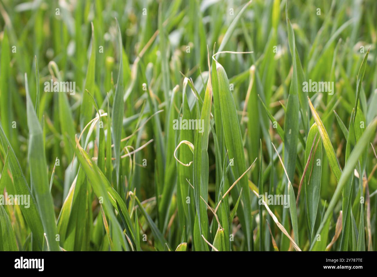 Pointes de feuilles de blé sec, maladie du blé d'hiver à partir de l'application d'herbicides et de basses températures Banque D'Images