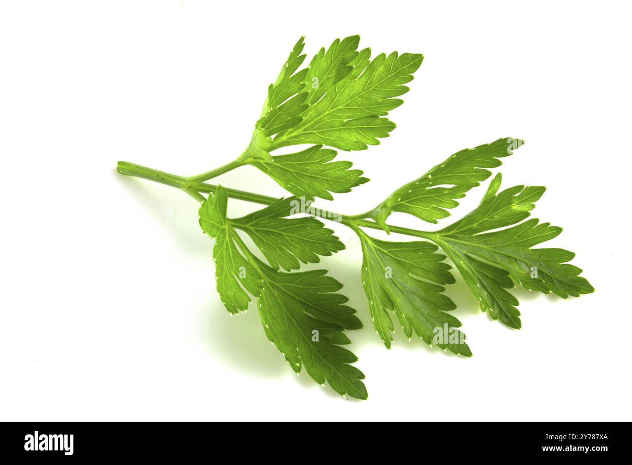 Feuille de persil frais isolée sur fond blanc Banque D'Images