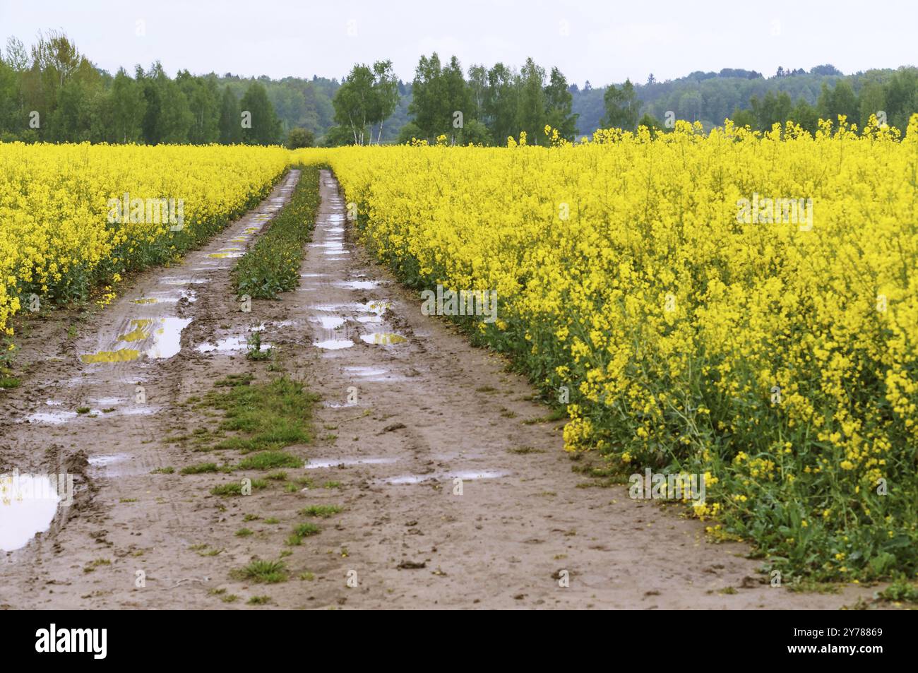 Semer des cultures de colza, une plante de colza à fleurs Banque D'Images