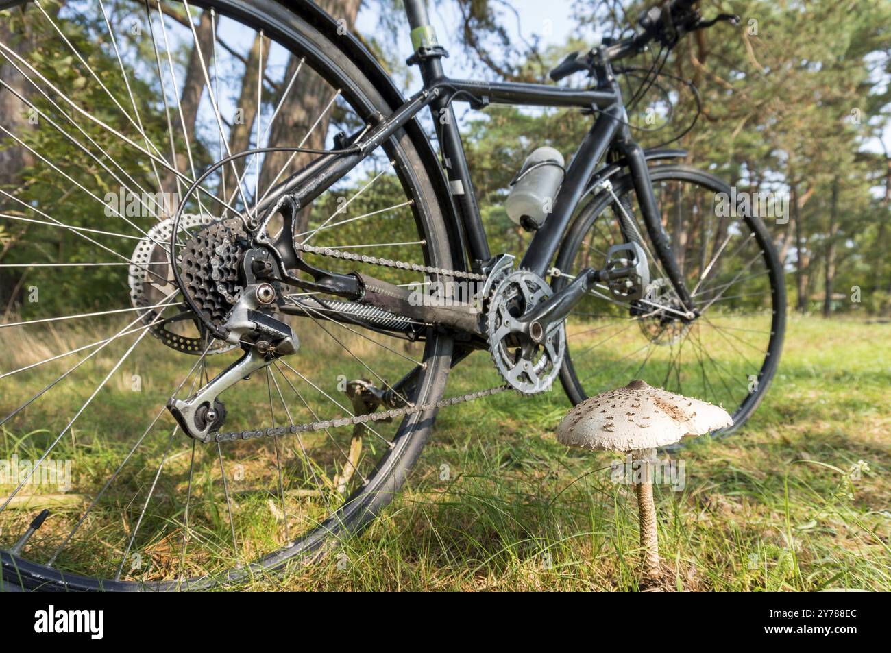 Vélo dans les bois. Cyclisme à travers les bois. Cueillette des champignons dans les bois Banque D'Images