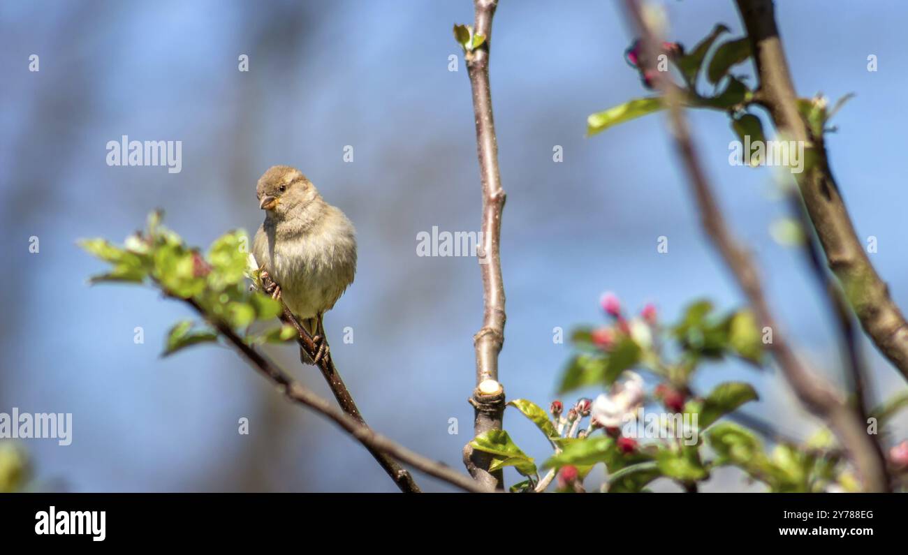 Un moineau se trouve sur une branche d'un pommier en fleur et regarde vers le bas, en gros plan Banque D'Images