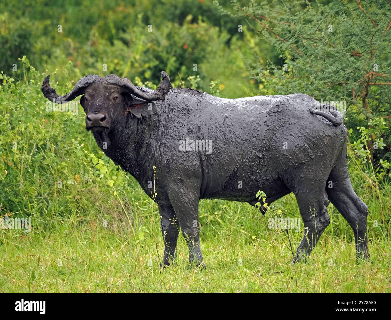 Taureau solitaire Cape Buffalo (Syncerus caffer) avec une queue torsadée recouverte de boue de vautours sur la rive du lac Manze, Nyerere N P, Tanzanie, Afrique Banque D'Images