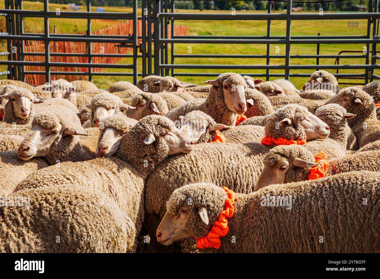 Mouton en PEN ; Meeker Classic Sheepdog Championship Trials ; Meeker ; Colorado ; États-Unis Banque D'Images